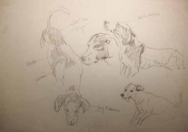 Four Studies of a Dog